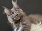 Dandy - Maine Coon Kitten For Sale - Glenview&comma; IL&comma; US