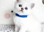 British Shorthair chinchilla boy Prince - British Shorthair Kitten For Sale - WA&comma; US