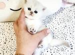 British Shorthair chinchilla girl Paola - British Shorthair Kitten For Sale - WA&comma; US