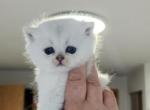 British Shorthair Chinchilla Chloe - British Shorthair Kitten For Sale - WA&comma; US