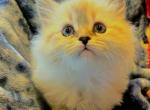 APOLLO - Siberian Kitten For Sale - Eau Claire&comma; WI&comma; US