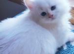 SEBASTIAN - Siberian Kitten For Sale - Eau Claire&comma; WI&comma; US
