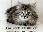 Siberian Kitten Xyla - Siberian Kitten For Sale - Martinsville&comma; VA&comma; US