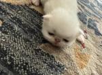 Persian solid white litter - Exotic Kitten For Sale - Palm Coast&comma; FL&comma; US