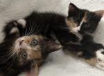 Millow & Dracula - American Shorthair Kitten For Sale - Clinton Township&comma; MI&comma; US