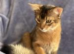 Tommy - Somali Kitten For Sale - Staten Island&comma; NY&comma; US