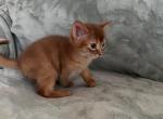 Felix - Abyssinian Kitten For Sale - Staten Island&comma; NY&comma; US