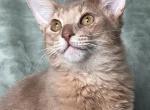 Marquis - Somali Kitten For Sale - Staten Island&comma; NY&comma; US