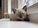 One left - Siamese Kitten For Sale - MA&comma; US