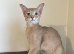 Molly - Abyssinian Kitten For Sale - Staten Island&comma; NY&comma; US