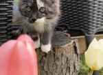 Tulsa - Maine Coon Cat For Sale - Fort Madison&comma; IA&comma; US
