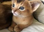 Cheetah - Abyssinian Kitten For Sale - Staten Island&comma; NY&comma; US