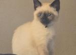 Siamese seal point - Siamese Kitten For Sale - Enola&comma; PA&comma; US