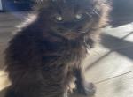 Lina - Siberian Kitten For Sale - 