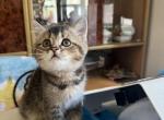 Byron - British Shorthair Kitten For Sale - Brooklyn&comma; NY&comma; US