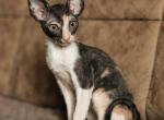 Prada - Cornish Rex Kitten For Sale - Miami&comma; FL&comma; US