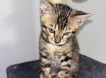Reuben - Bengal Kitten For Sale - Ronkonkoma&comma; NY&comma; US