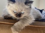 Boris Siberian male - Siberian Kitten For Sale - Newbury&comma; MA&comma; US