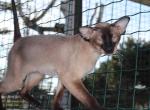 Gavriel Marbleficent - Peterbald Cat For Sale - Vienna&comma; AT