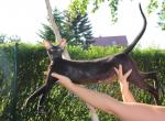 Leeloo Marbleficent - Peterbald Cat For Sale - Vienna&comma; AT