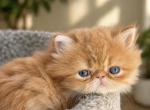 Tug - Exotic Kitten For Sale - Pensacola&comma; FL&comma; US