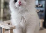 sasa - Ragdoll Kitten For Sale - Covina&comma; CA&comma; US