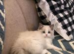 Tom - Ragdoll Kitten For Sale - Covina&comma; CA&comma; US