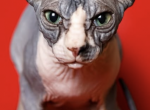 Oda Stephanie - Sphynx Kitten For Sale - New York&comma; NY&comma; US