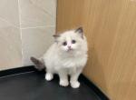 Jee - Ragdoll Kitten For Sale - Covina&comma; CA&comma; US