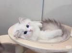 Lucy - Ragdoll Kitten For Sale - Covina&comma; CA&comma; US