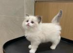 Lina - Ragdoll Cat For Sale - Covina&comma; CA&comma; US
