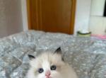 Yuki - Ragdoll Kitten For Sale - Covina&comma; CA&comma; US