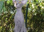 Xia Marbleficent - Peterbald Cat For Sale - Vienna&comma; AT
