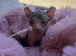 Kon - Bambino Kitten For Sale - 