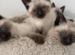 Seal Point male Siamese kittens - Siamese Kitten For Sale - Gurnee&comma; IL&comma; US