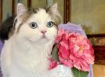 Evan - Scottish Straight Kitten For Sale - Warwick&comma; NY&comma; US