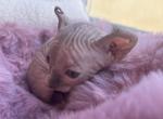 BOO - Sphynx Kitten For Sale - 
