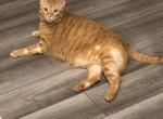 Dylan - Domestic Cat For Adoption - San Antonio&comma; TX&comma; US