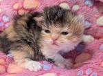 Mabel - Persian Kitten For Sale - 