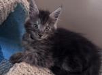 Samwell - Maine Coon Kitten For Sale - Bechtelsville&comma; PA&comma; US