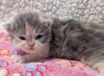 Jean - Persian Kitten For Sale - Stuart&comma; FL&comma; US