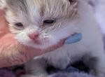 Jasmine - Persian Kitten For Sale - 