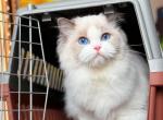 Cloud Litter CFA Certified Parent Pictures - Ragdoll Kitten For Sale - Berwyn&comma; PA&comma; US