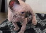 Apettite - Sphynx Kitten For Sale - Willits&comma; CA&comma; US