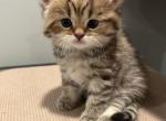 Hazel - Scottish Straight Kitten For Sale - Inman&comma; SC&comma; US