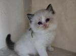 Afroditedolls Diamond - Ragdoll Kitten For Sale - Bradenton&comma; FL&comma; US