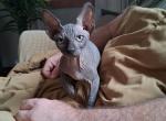 Liam - Sphynx Kitten For Sale - Rockford&comma; IL&comma; US