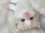 Abe - Ragdoll Kitten For Sale - Huntington Beach&comma; CA&comma; US