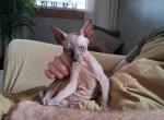 TICA Matteo - Sphynx Kitten For Sale/Service - Rockford&comma; IL&comma; US