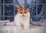 Orange - Exotic Cat For Sale - Philadelphia&comma; PA&comma; US